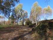 Alla Madonnina del Costone (1195 m) in veste autunnale da Salmezza-21ott24 - FOTOGALLERY